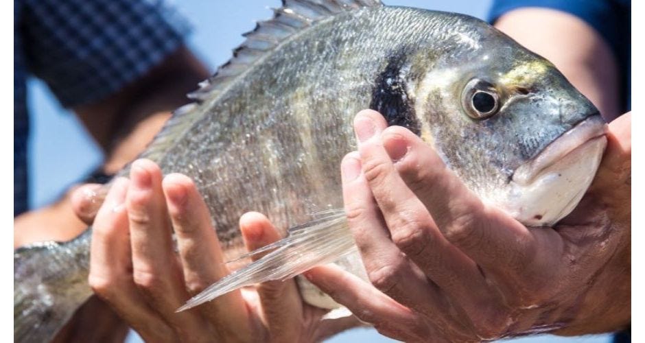 L'acquacoltura di Lubimar per una pesca sostenibile